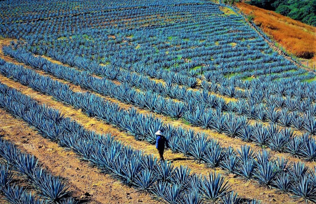 Tequila, campos agave azul