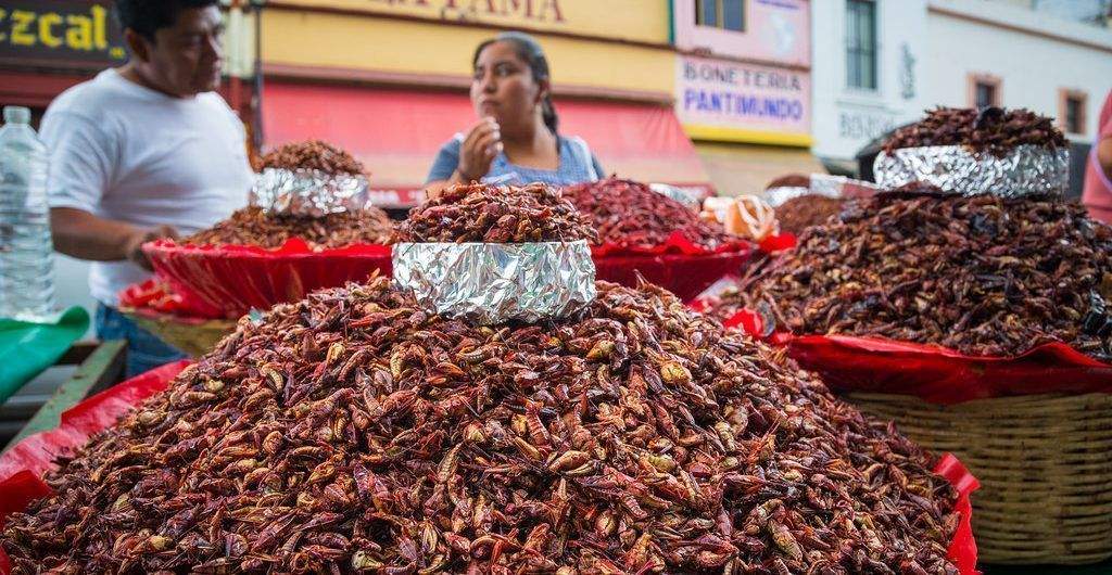 Chapulines, Manjar De Sabor único Y Patrimonio Gastronómico De México ...