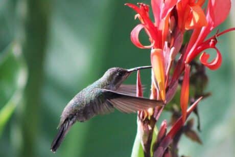 colibri tierras mayas