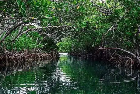 manglares tierras mayas