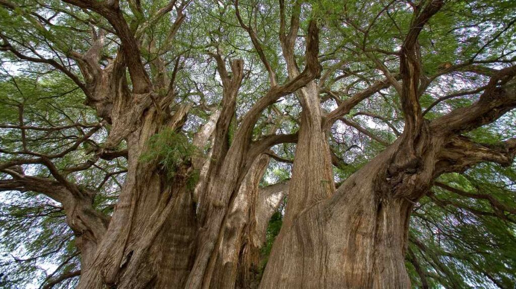ahuehuete tierras mayas