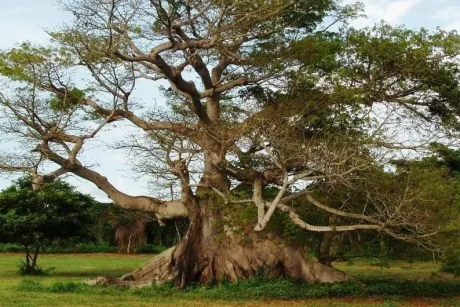 ceiba tierras mayas