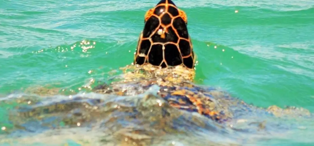 tortuga marina tierras mayas