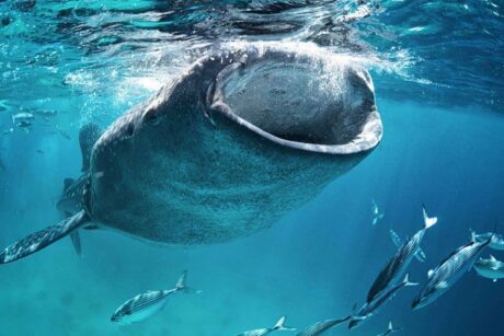 tiburon ballena