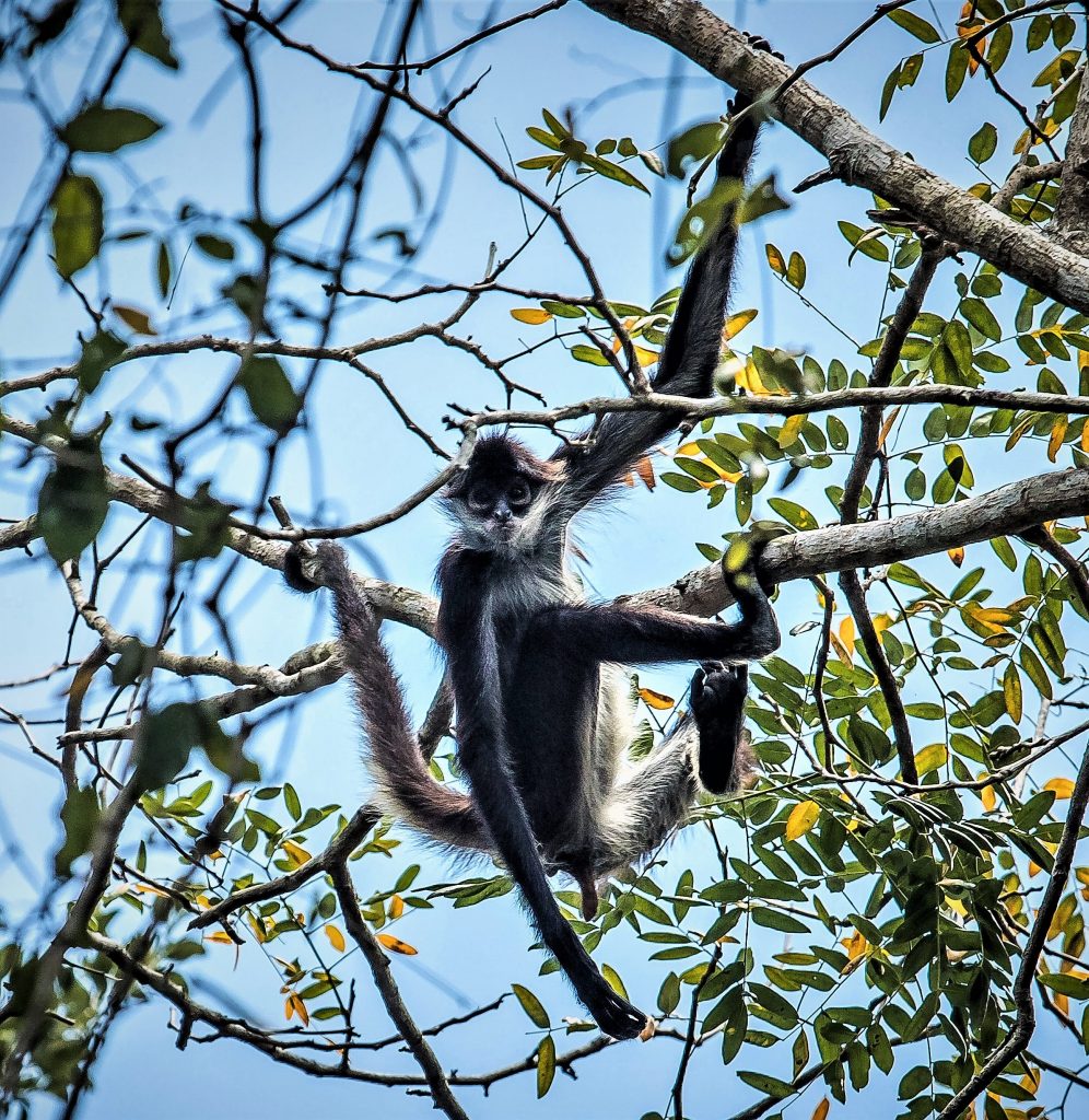 Mono Araña en las tierras mayas