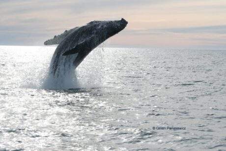 ballena acrobata