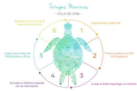 riviera-maya-hogar-de-las-tortugas-marinas