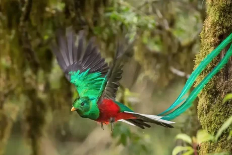 quetzal tierras mayas