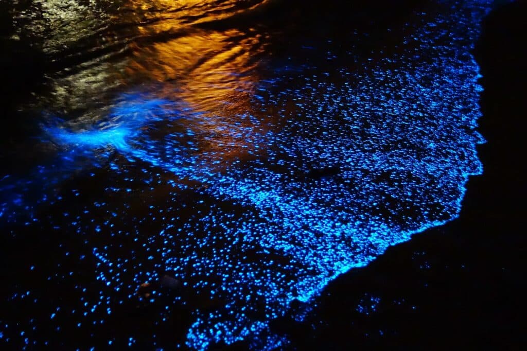 bioluminiscencia tierras mayas 