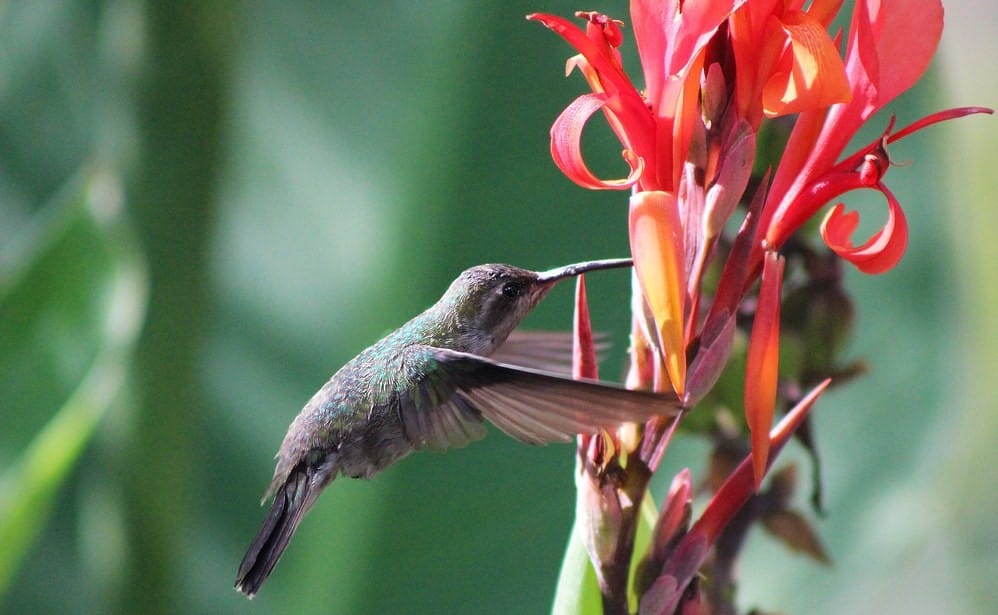 colibri tierras mayas 