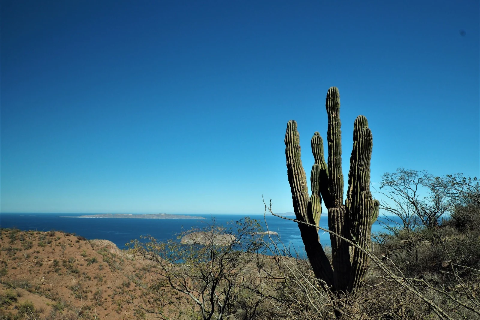 Cardón sobre el desierto de Baja California Sur cayendo al Mar de Cortés
