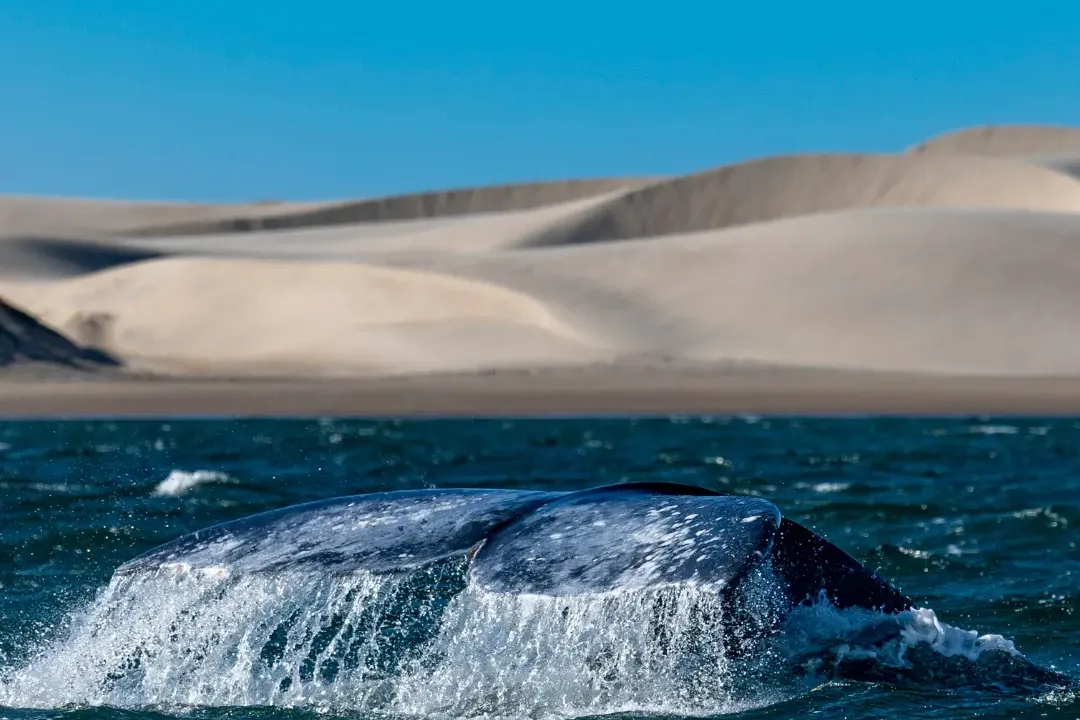 Ballena gris sacando la cola en Bahía Magdalena con las dunas al fondo