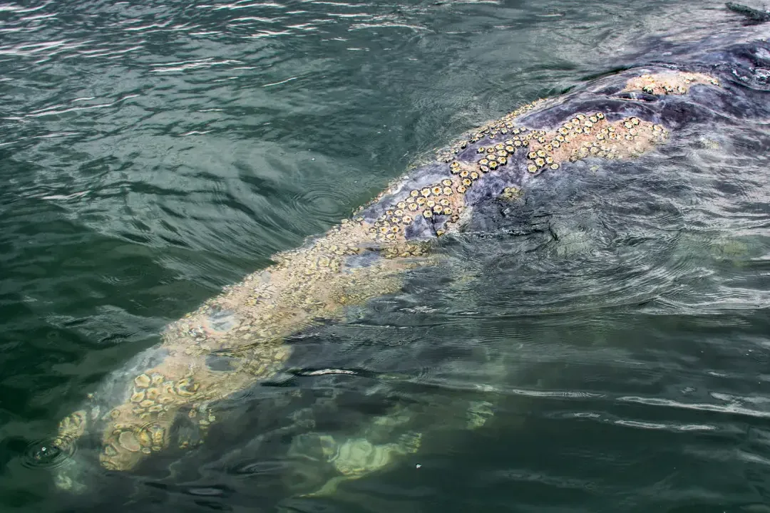 Ballena gris junto a una panga en Bahía Magdalena, con la piel cubierta de percebes