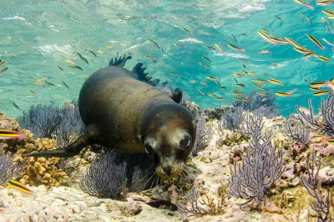 Cachorro de lobo marino de California bajo el agua en el golfo de California