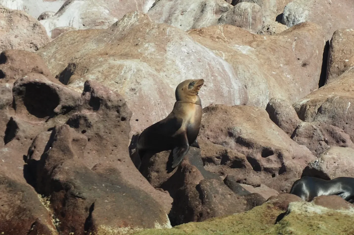 Lobos marinos sobre las rocas del archipiélago de Espíritu Santo, Baja California Sur