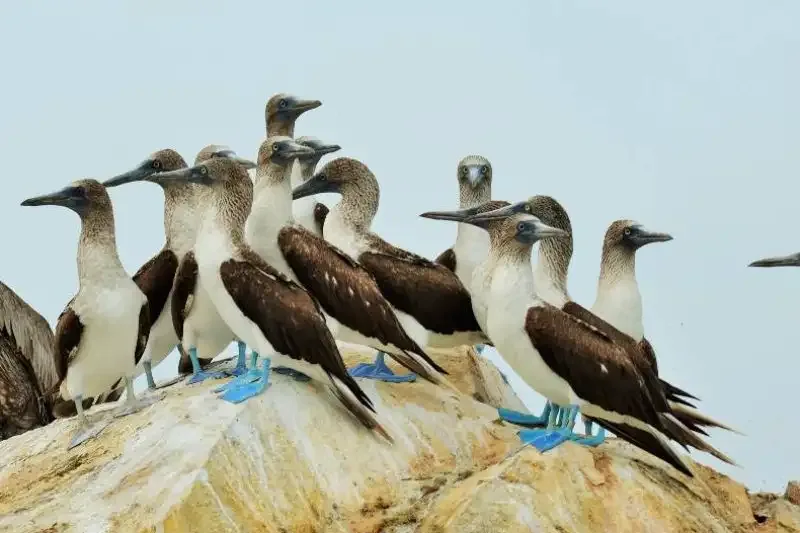 Grupo de pájaros bobos de patas azules posados sobre una roca