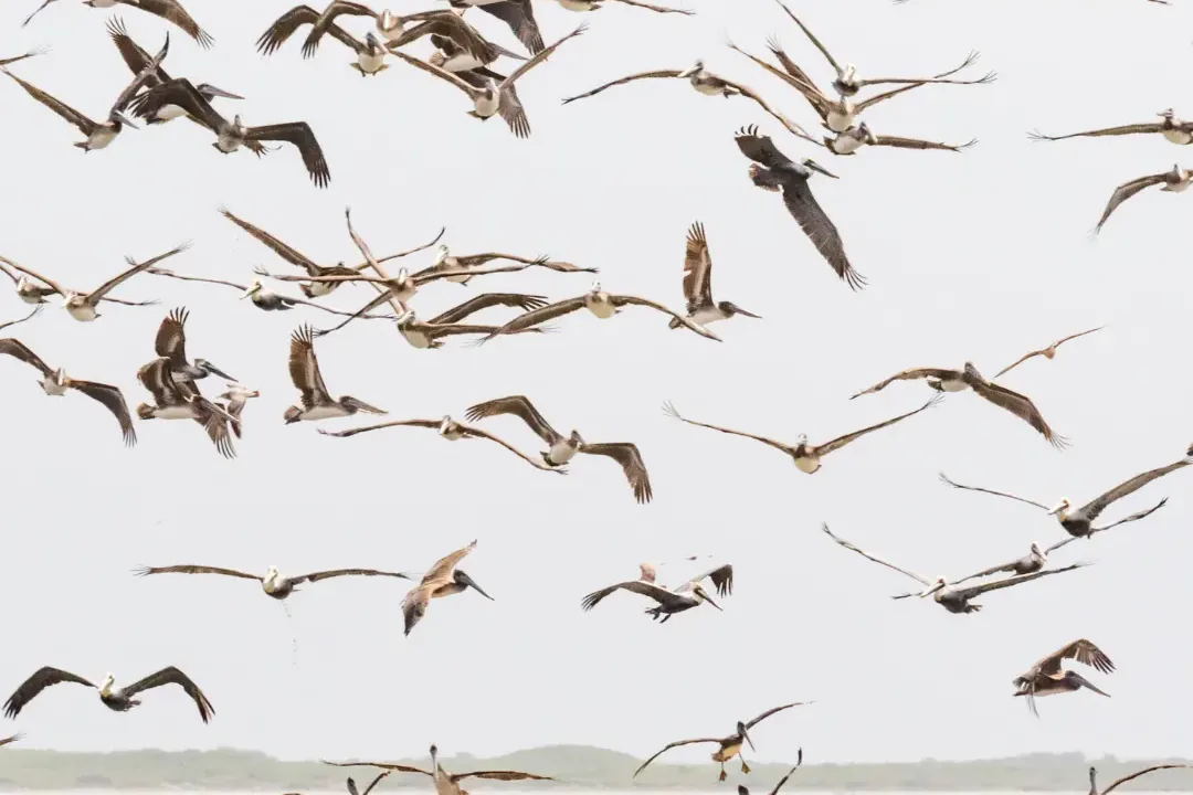 Bandada de pelícanos pardos sobre una barra de arena en Baja California Sur