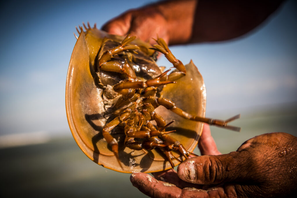 Cangrejo herradura boca arriba en las manos de un pescador, con sus patas y su cola a la vista
