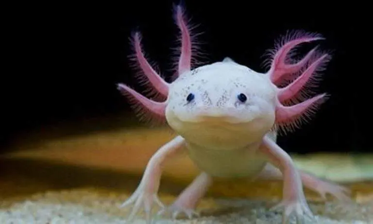 Animales Fantásticos: El Ajolote y la Cacerolita de Mar