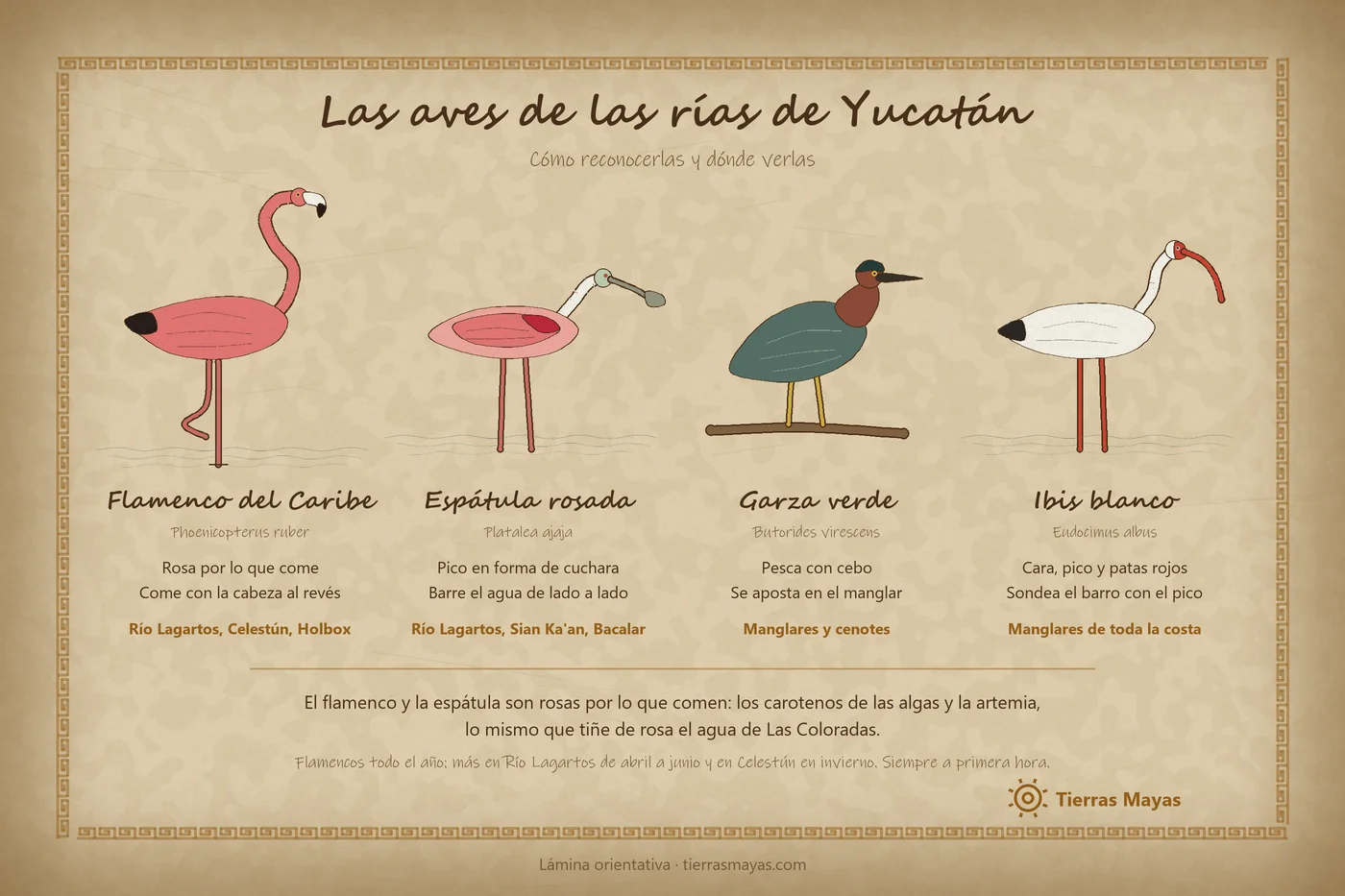 Lámina de las aves de las rías de Yucatán: flamenco del Caribe (rosa por lo que come, come con la cabeza al revés; Río Lagartos, Celestún, Holbox), espátula rosada (pico en forma de cuchara, barre el agua de lado a lado; Río Lagartos, Sian Ka’an, Bacalar), garza verde (pesca con cebo, se aposta en el manglar; manglares y cenotes) e ibis blanco (cara, pico y patas rojos, sondea el barro; manglares de toda la costa)