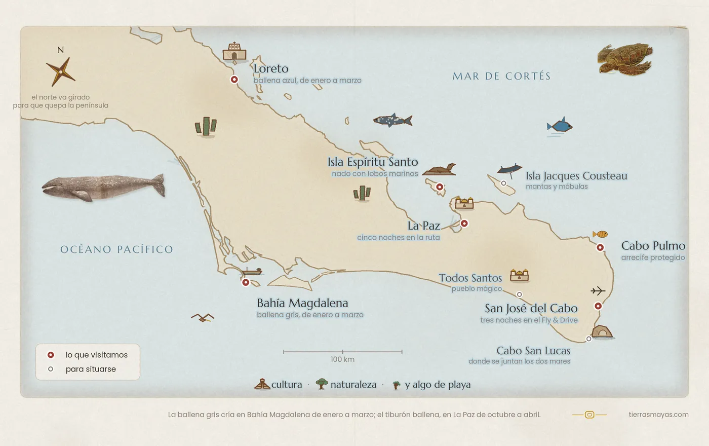 Mapa ilustrado de Baja California Sur y el Mar de Cortés con Loreto, Bahía Magdalena y la ballena gris, La Paz, la Isla Espíritu Santo y sus lobos marinos, la Isla Jacques Cousteau, Cabo Pulmo, Todos Santos, San José del Cabo y Cabo San Lucas