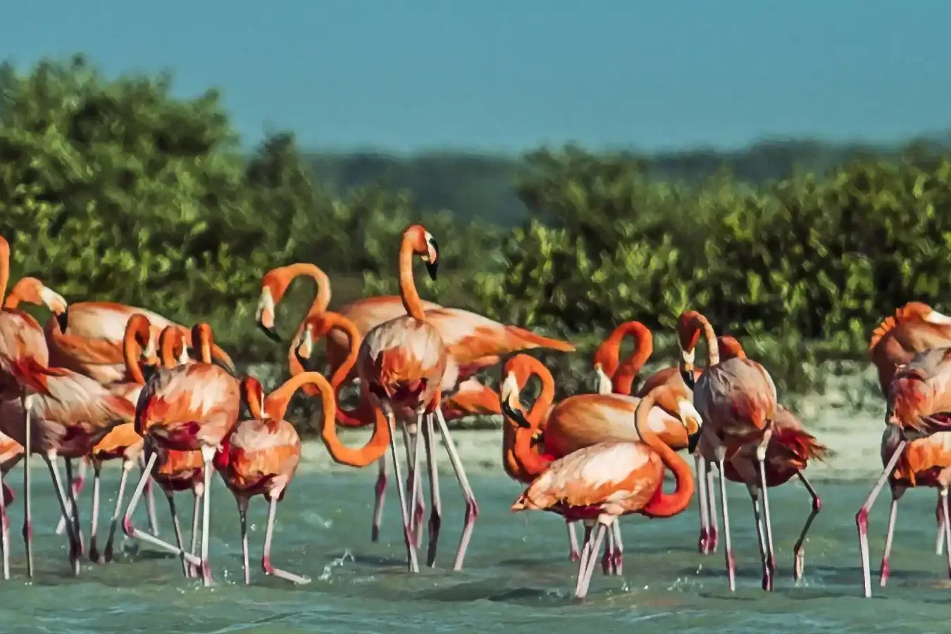 Bandada de flamencos rosados en la ría de Río Lagartos, Yucatán, con el manglar al fondo