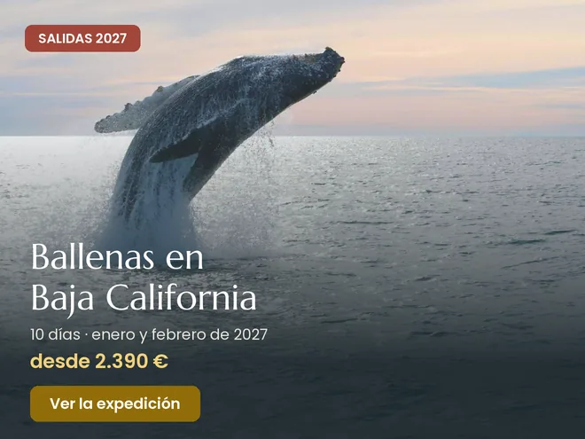 Viaje para ver ballenas en Baja California con Tierras Mayas