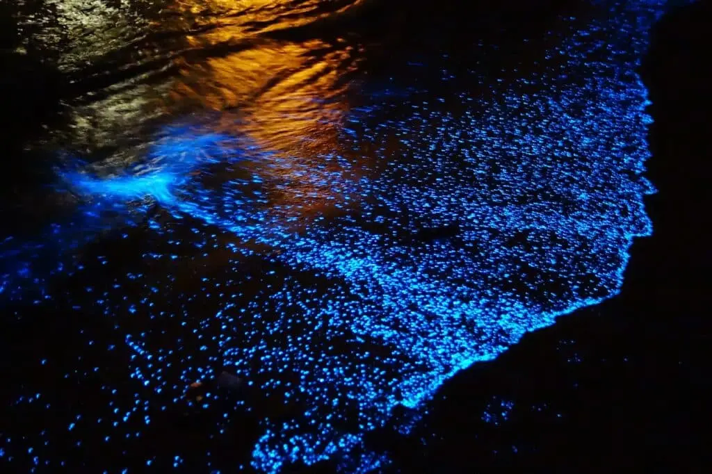 bioluminiscencia tierras mayas 