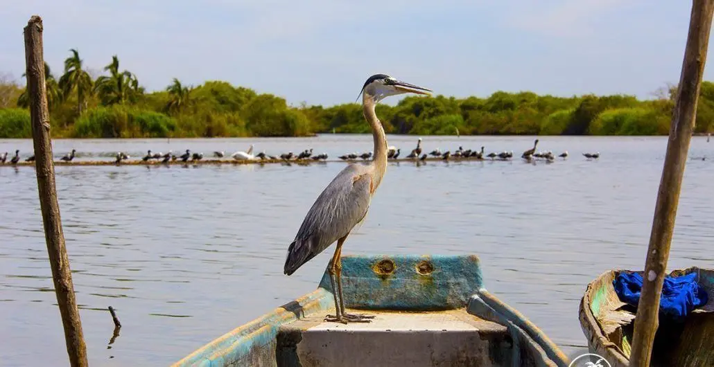 Boca Camichin Tierras Mayas Garza