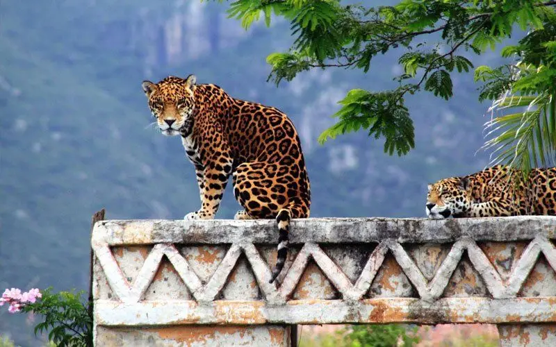 Jaguar en las ruinas mayas