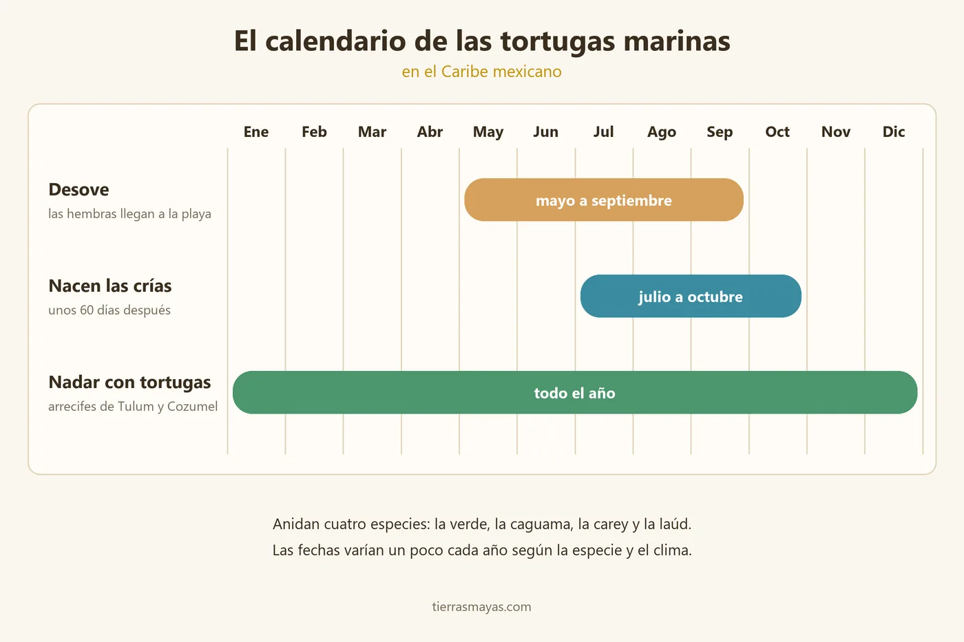 Calendario de las tortugas marinas en el Caribe mexicano: desove de mayo a septiembre, nacimiento de las crías de julio a octubre y tortugas en los arrecifes de Tulum y Cozumel todo el año