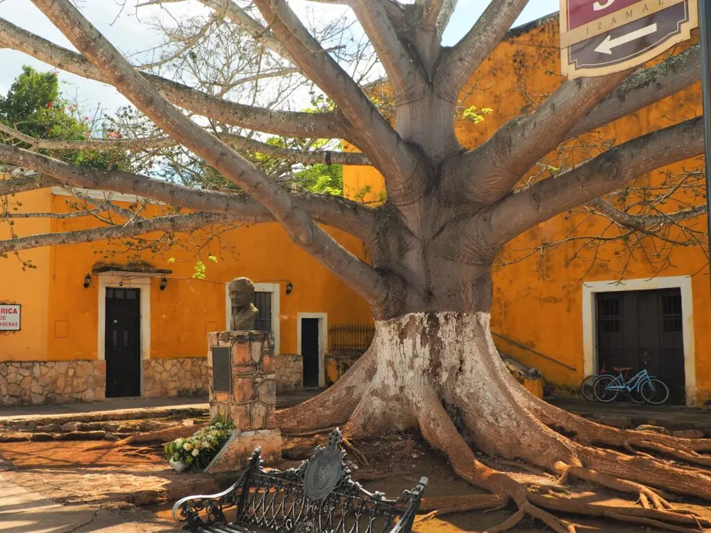 Ceiba Izamal, La ceiba, el árbol sagrado de los mayas