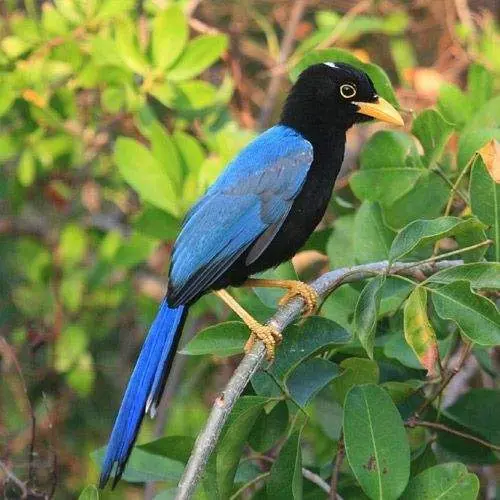 Chara Yucateca, Aves endémicas de Yucatán