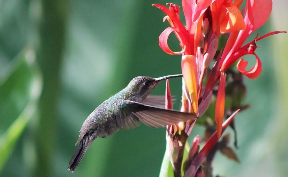 Colibrí suspendido en el aire junto a una flor, con el plumaje metálico brillando al sol