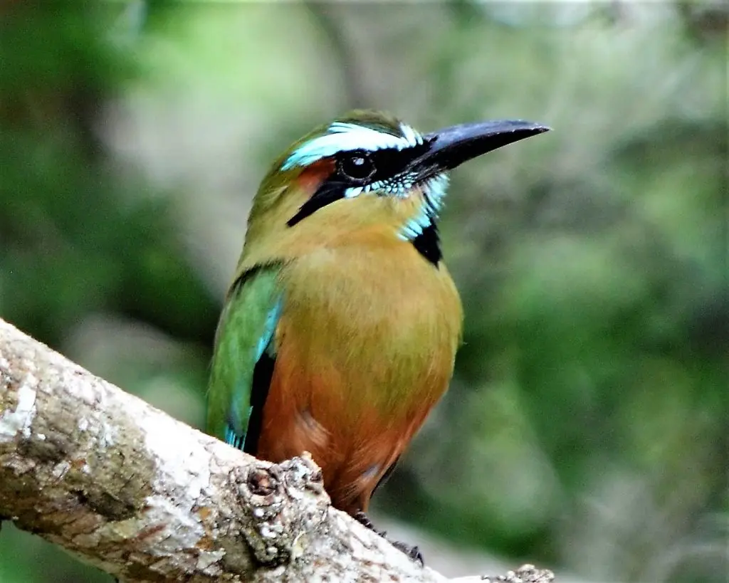 La leyenda maya del pájaro Toh «el pájaro reloj» – fotografía 1