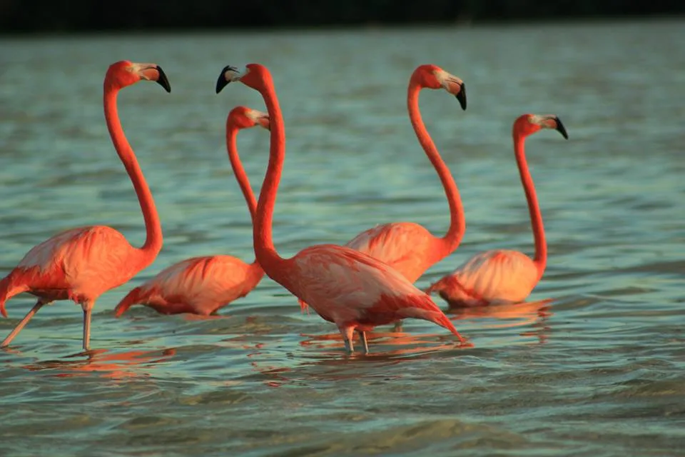 Cinco flamencos rosados en el agua de una ría de Yucatán al atardecer