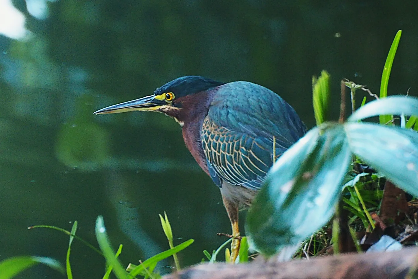 Garza verde al acecho en la orilla del agua, en Yucatán