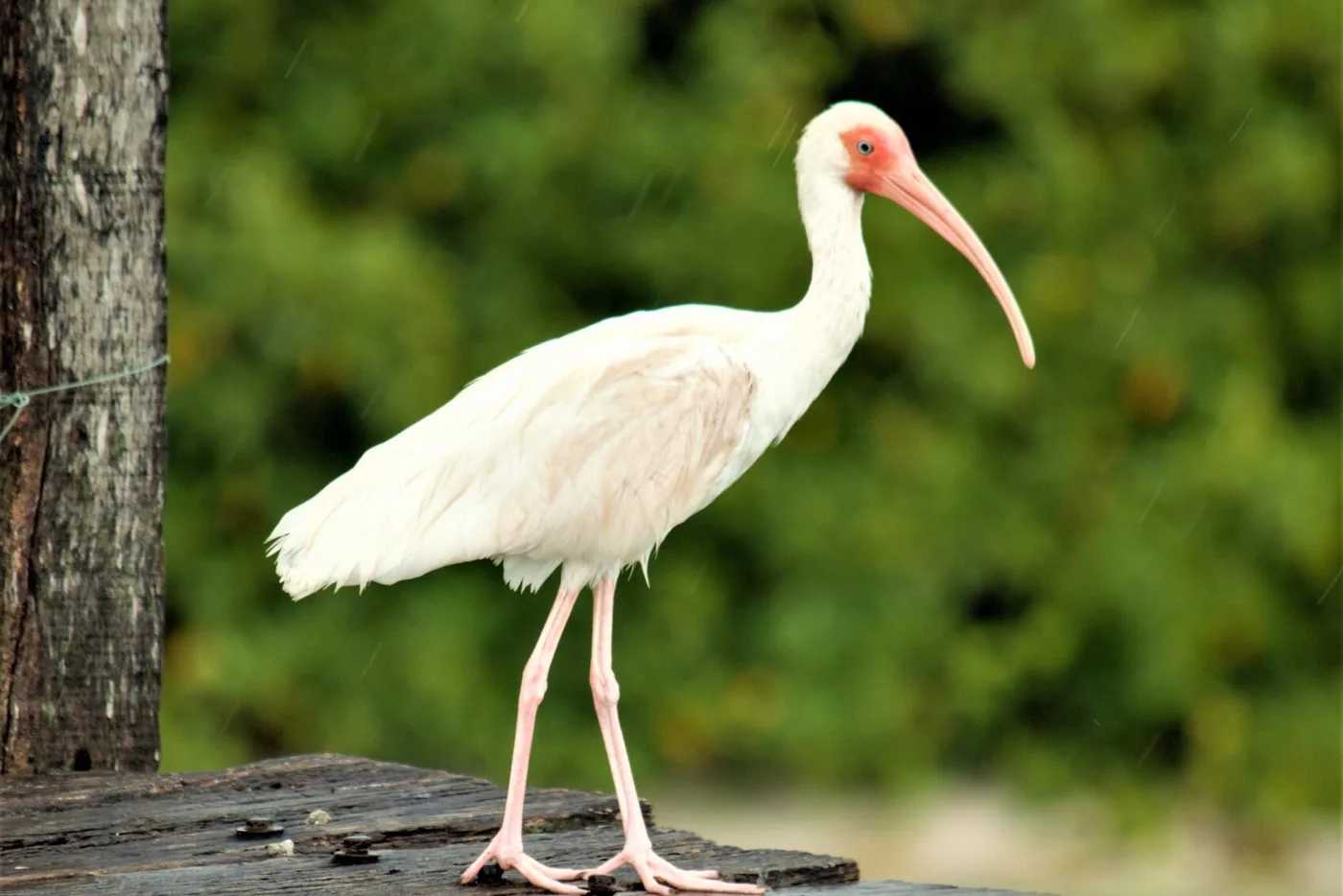 Ibis blanco, con la cara y el pico curvo rojos, sobre un muelle de madera en Yucatán