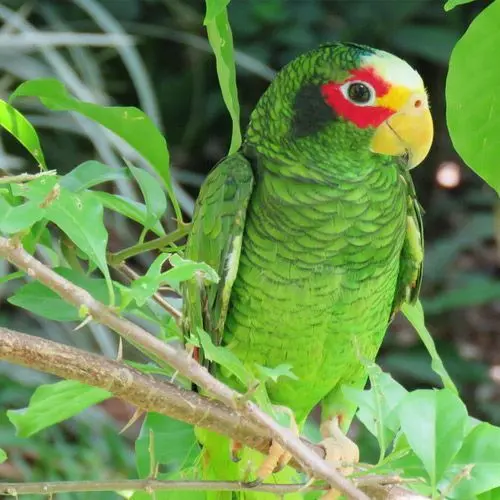 Loro Yucateco, Aves endémicas de Yucatán