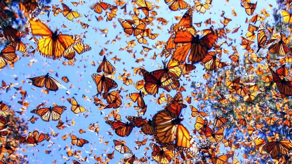 mariposa monarca Tierras Mayas Mariposa Monarca
