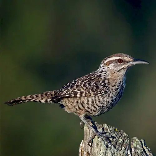 Matraca Yucateca, Aves endémicas de Yucatán