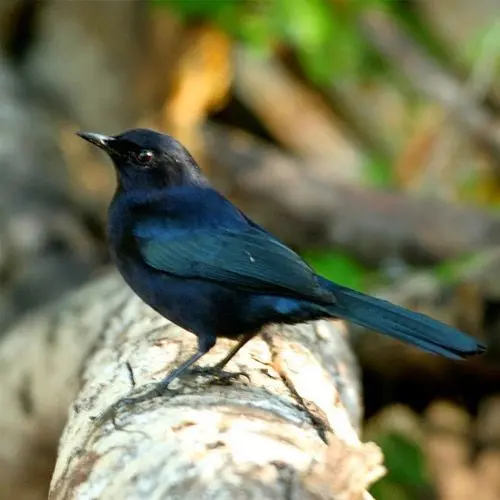 Maullador Negro, Aves endémicas de Yucatán