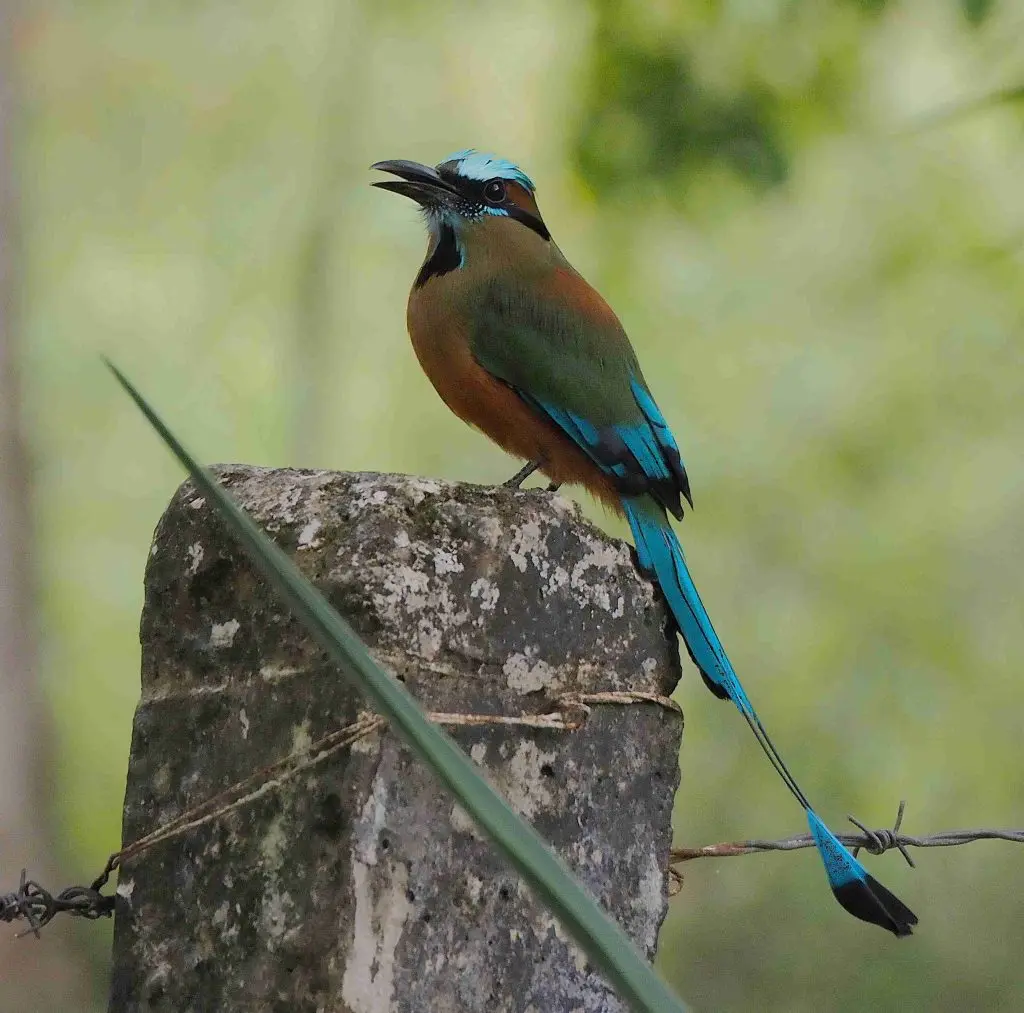 Aves endémicas de Yucatán, fotografía 11