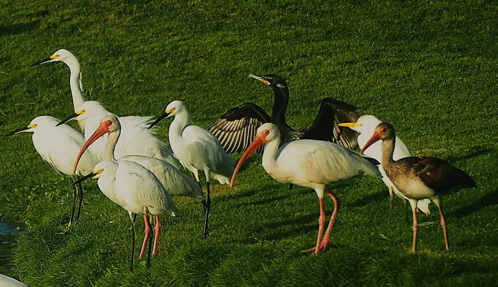 ibis
