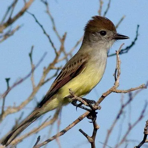 Papamoscas Yucateci, Aves endémicas de Yucatán