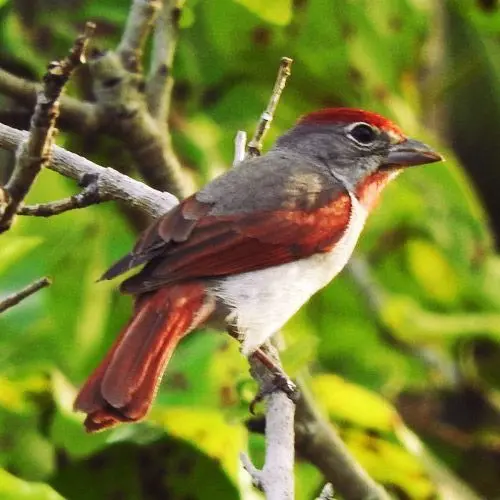 Piranga, Aves endémicas de Yucatán