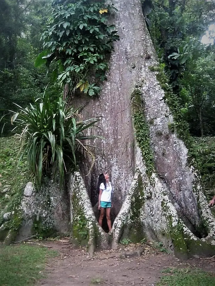 Raquel, del equipo de Tierras Mayas, junto a una ceiba en Calakmul
