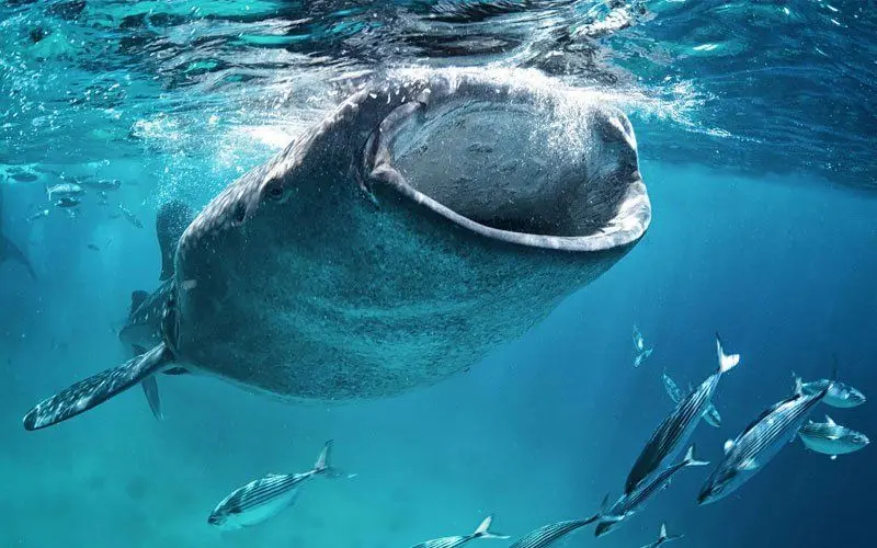 tiburon ballena