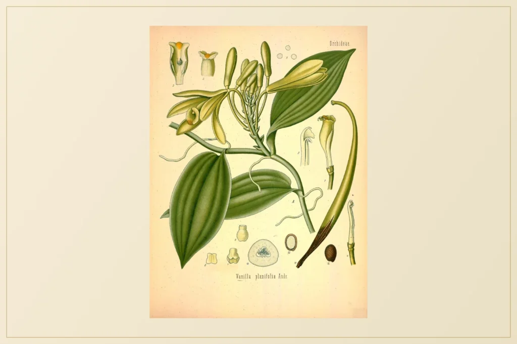 Lamina botanica de Vanilla planifolia con la flor, la vaina y el detalle de las partes de la orquidea de la vainilla