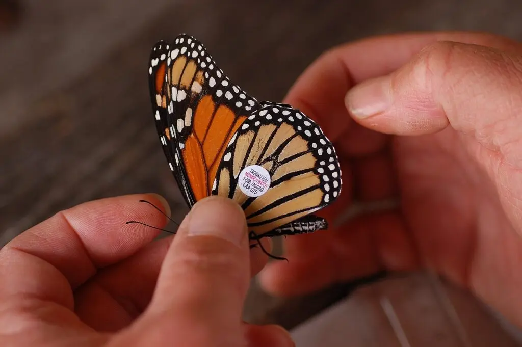 La migración de la mariposa Monarca